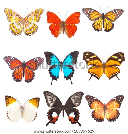 Beautiful varicoloured butterflies are isolated on a white background