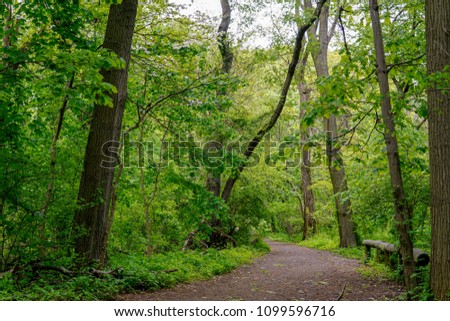 Forest path in daylight           