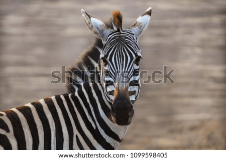 Staring into a Zebra as we enter Ngorongoro Crater, Tanzania
