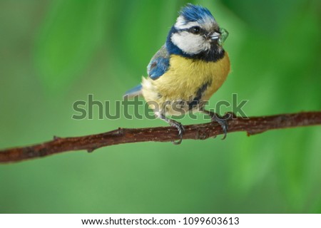 Eurasian blue tit by its blue and yellow plumage and small size sitting on a branch with food in the beak on green background.