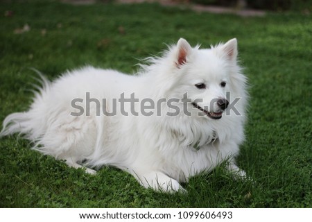 American Eskimo Dog. Royalty-Free Stock Photo #1099606493