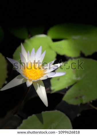 Flower in pond
