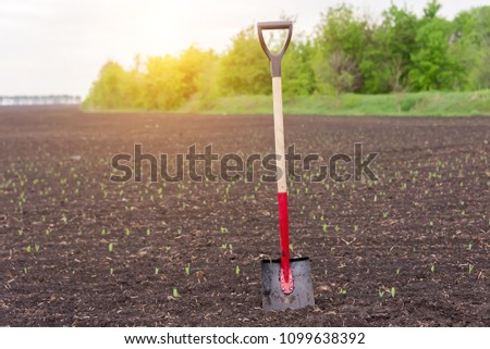 shovel stands in the ground, in the field, during the planting of the harvest