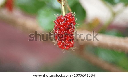 Black mulberry tree, MORACEAE, this species grows into a bouquet. When cooked, the effect will be black. Sweet and sour To eat, to make jam or to be processed into various products.