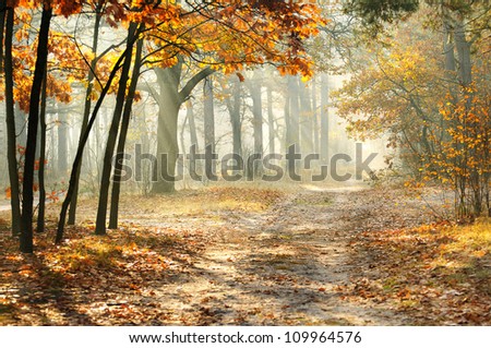 Beautiful morning in the misty autumn forest with sun rays Royalty-Free Stock Photo #109964576