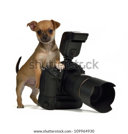 Chiuahua puppy with photo camera, isolated on white background