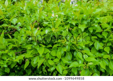 green hedge wall of leaves