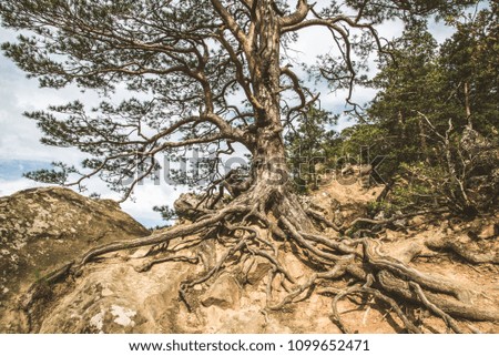 A tree in the mountains with external roots Royalty-Free Stock Photo #1099652471