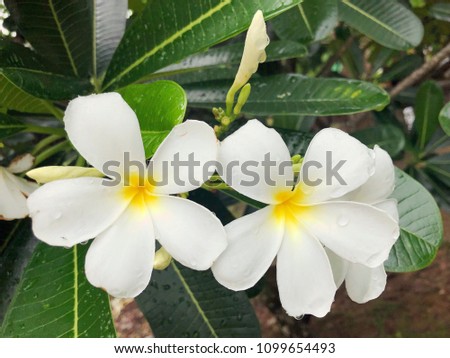 Plumeria 
Tropical flowers
