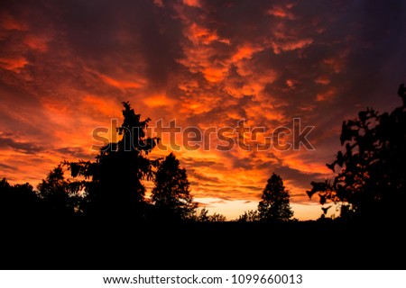 Fiery sunset with tree silhouettes