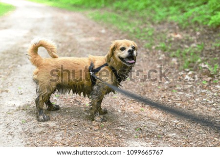 Muddy dog taking walk in park