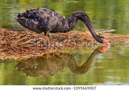 Black swan reflecting in the lake in Old Summer Palace in Beijing, China