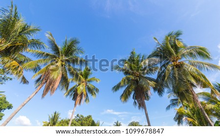 Coconut tree and blue sky.