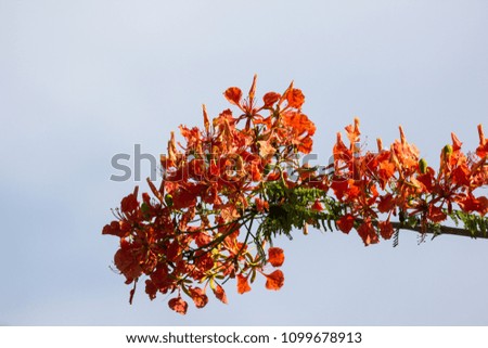 Close up Red Flamboyant flower,The Flame Tree , Royal Poinciana