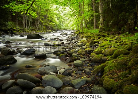 Mountain River in the wood Royalty-Free Stock Photo #109974194