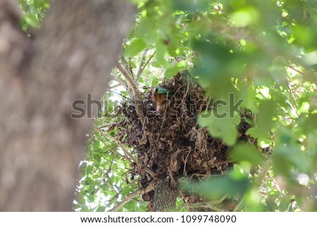 Common Ringtail Possum Pseudocheirus peregrinus Looking Outside Her Treetop Nest in Brisbane Queensland