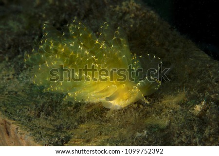 Cyerce elegans is a species of sacoglossan sea slug. Picture was taken in Anilao, Philippines