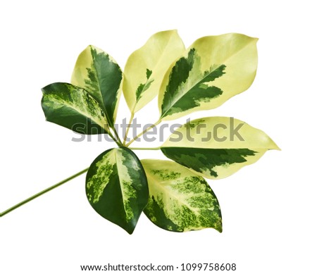 Schefflera variegated foliage "Gold Capella", Exotic tropical leaf, isolated on white background with clipping path                            Royalty-Free Stock Photo #1099758608