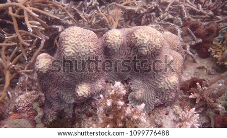 coral that found within coral reef area at Salang, Tioman island, Malaysia