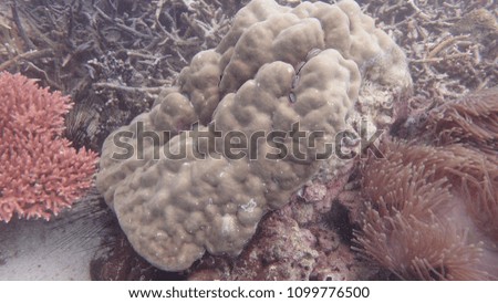 coral that found within coral reef area at Salang, Tioman island, Malaysia