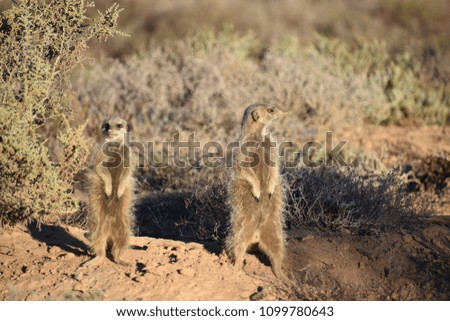 Two cute meerkats in the desert of Oudtshoorn behind a big green tree, South Africa