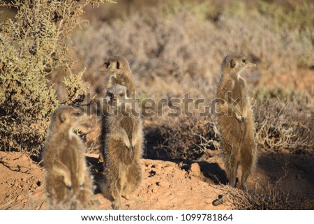 Four cute meerkats in the desert of Oudtshoorn behind a big green tree, South Africa