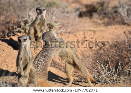 Two cute meerkats are playing and fighting in the desert of Oudtshoorn, South Africa