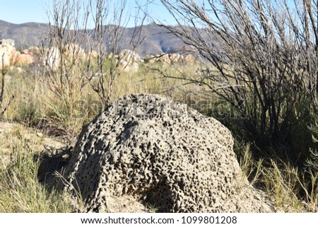 Termite hill on the way to the Swartberg Pass in Oudtshoorn in South Africa