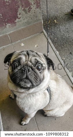 Picture of a dog, Mops or Pug dog