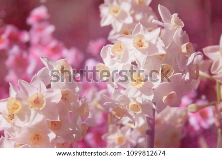 Daffodils in spring garden with pink flowers in background