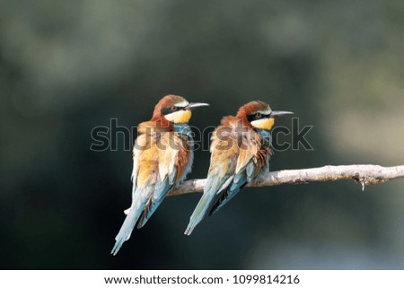 bee eater in mating season 