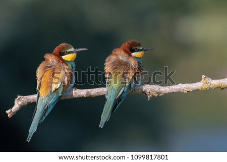 Bee Eater in mating season