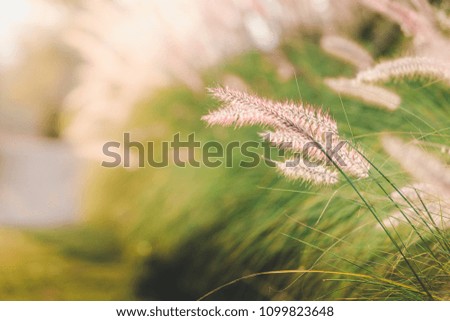 Beautiful grass flower background sunset,vintage color,copy space for text