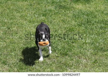 Boston Terrier playing in the garden