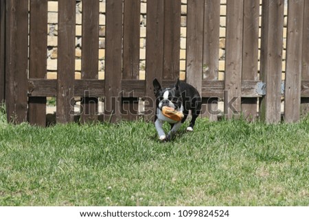 Boston Terrier playing in the garden