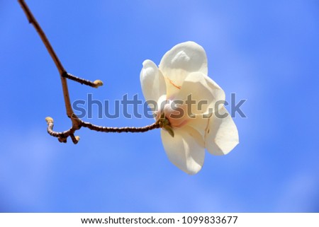 Magnolia flowers in the wild

