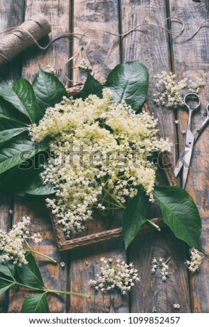 Elderflower blossom flower in wooden background. Edible elderberry flowers add flavour and aroma to drink and dessert. Copy space