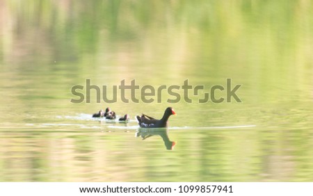 moorhen with babies swimming on the water