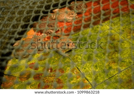 this pic show field frogs on rearing pond looking on net, aquaculture concept.