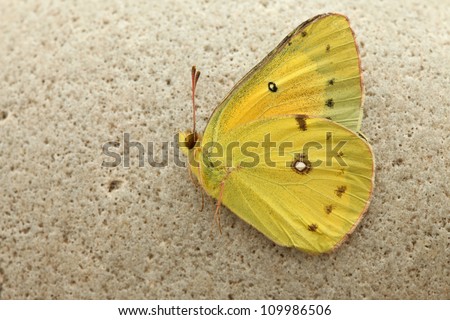 Beautiful macro still-life of lifeless yellow Southern Dogface butterfly dead on cream color stone background in southeastern Arizona USA Royalty-Free Stock Photo #109986506