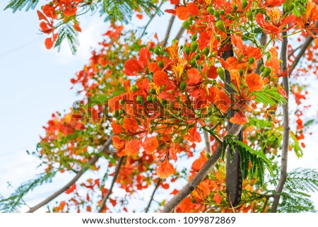 Royal poinciana tree full bloom look like flame red orange in the sky.