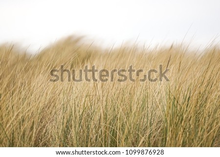 beach grass, straw Royalty-Free Stock Photo #1099876928