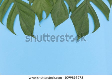 Monstera liana, vine top view still life background on blue background tropical wallpaper flat lay layout