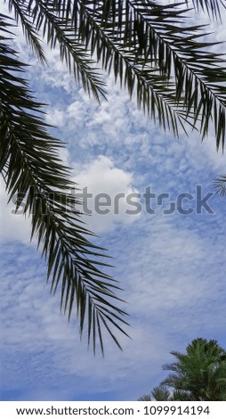 Date Palm tree under white cloud and blue sky