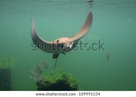 eagle string ray swimming, eagle ray Royalty-Free Stock Photo #109991534