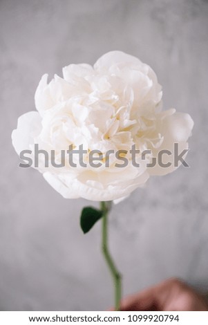 Beautiful blossoming single aromatic white Peony flower on the grey background, close up view
