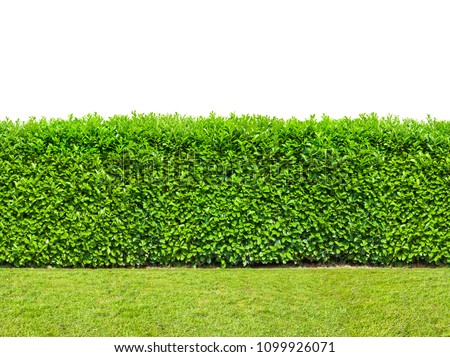 Tall  bush hedge with grass isolated on white. Seamless endless pattern. 