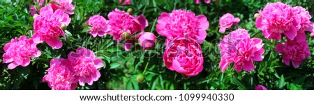 Panoramic image of pink peonies on a green background.