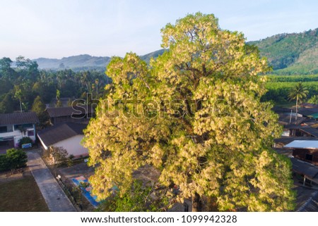Big tree with yellow flower in village morning aerial view
