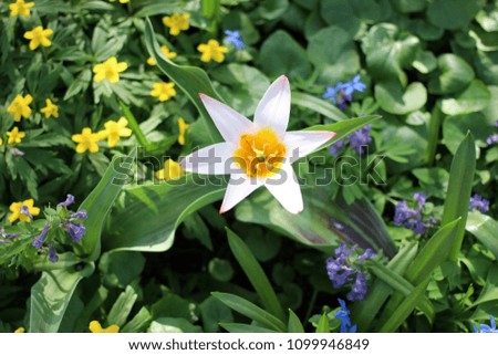 Tulips on a park, nature floral background. Shallow depth of field.